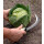 Gemüse Ernte Messer von Burgon&Ball